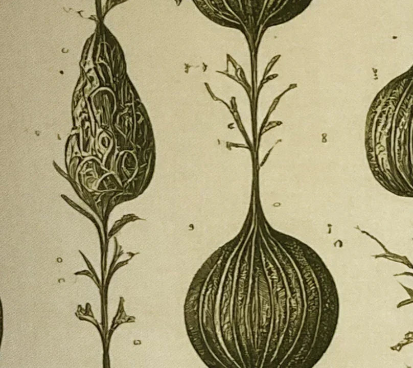 Vintage botanical illustration of detailed onion plants with textured bulbs and stems